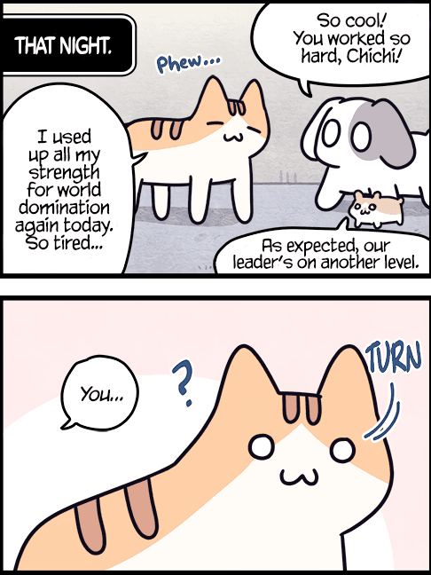 Cats Own the World Cats Own the World